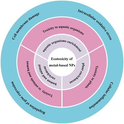 Current research on ecotoxicity of metal-based nanoparticles: from exposure pathways, ecotoxicological effects to toxicity mechanisms